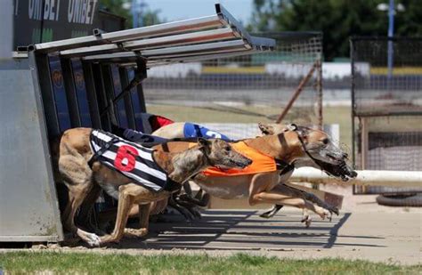 Greyhound Tips: A trap.